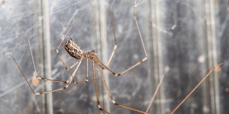 Spider Removal in West Des Moines, Iowa