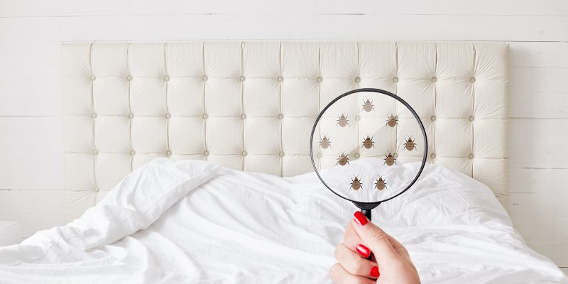 Bed Bug Removal in West Des Moines, Iowa