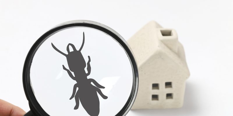Indoor Pest Control in West Des Moines, Iowa