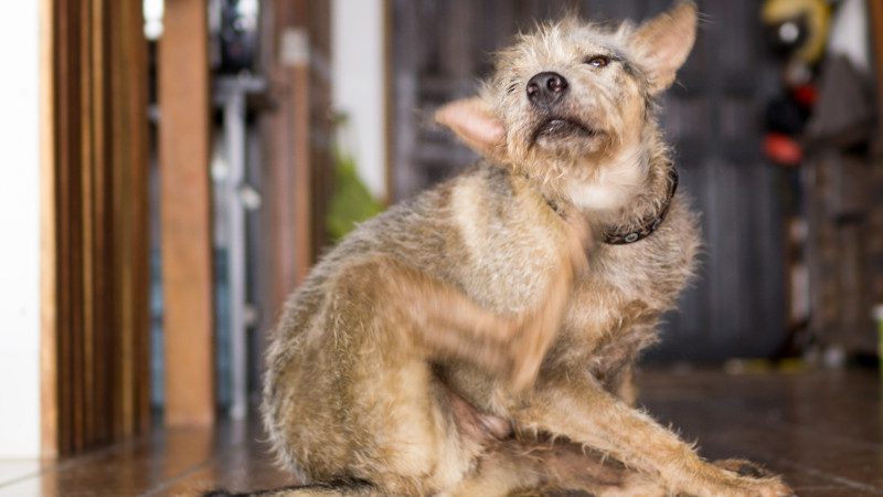 Flea Removal in West Des Moines, Iowa