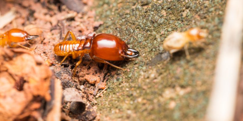 Pest Exterminator in Des Moines, Iowa