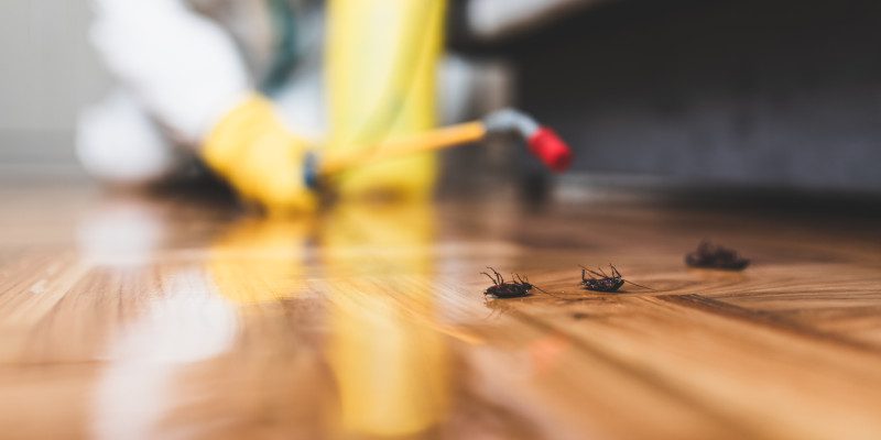 Pest Control Companies in West Des Moines, Iowa