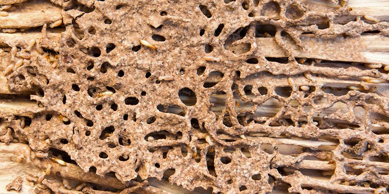 Methods of Termite Treatment