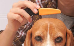 The Flea Removal Process