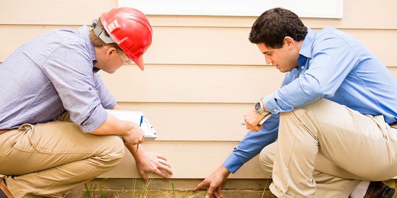 Carpenter Ant Removal: What Not to Do