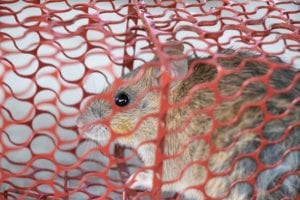 you need to call rodent pest control services